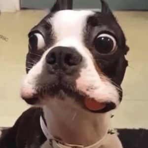 Meet your Posher, Toni jade